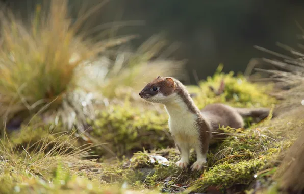 Greens, grass, look, pose, glade, blur, weasel, ermine