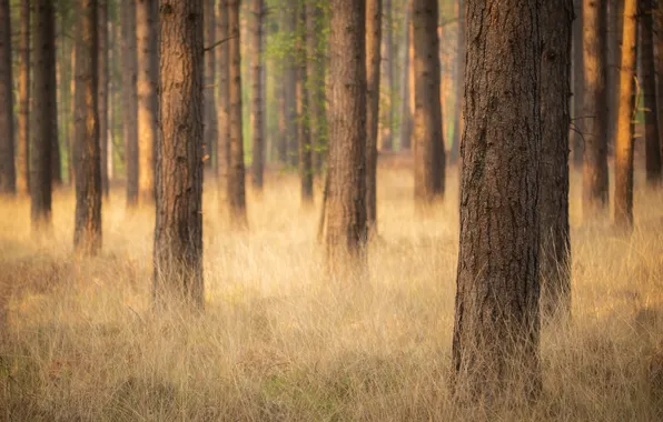 Forest, grass, light, trees, nature, trunks, glade, pine