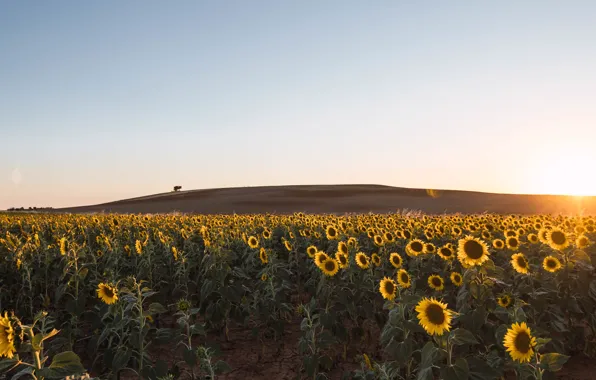 Field, summer, the sun, rays, light, sunflowers, flowers, nature