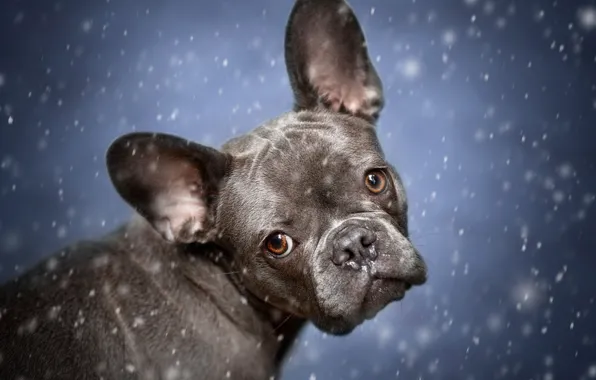 Winter, look, snow, grey, portrait, dog, puppy, face