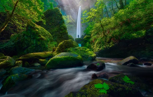 Greens, forest, leaves, trees, stream, stones, rocks, people