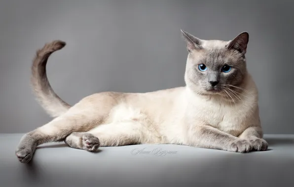 Picture cat, eyes, cat, grey background, Thai cat, the Thai cat