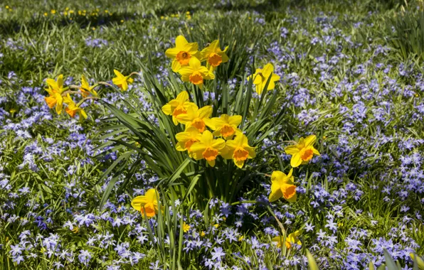 Grass, flowers, glade, spring, yellow, blue, flowerbed, a lot