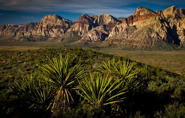 Las Vegas, canyon, desert, las vegas, red rock canyon, yucca, Yucca