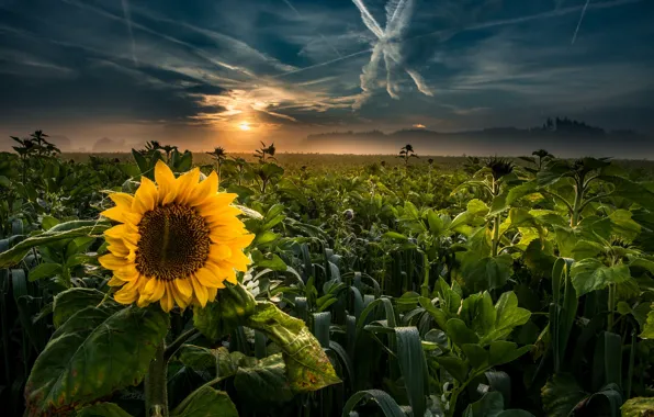 Sunset, nature, sunflower