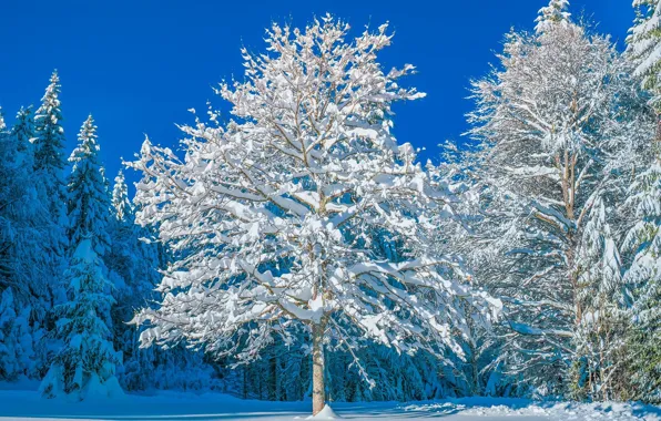Picture winter, the sky, the sun, light, snow, trees, frost
