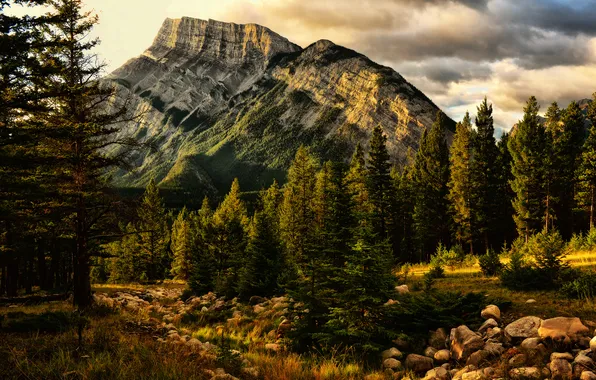 Picture trees, nature, mountain, Banff, Jeff R. Clow