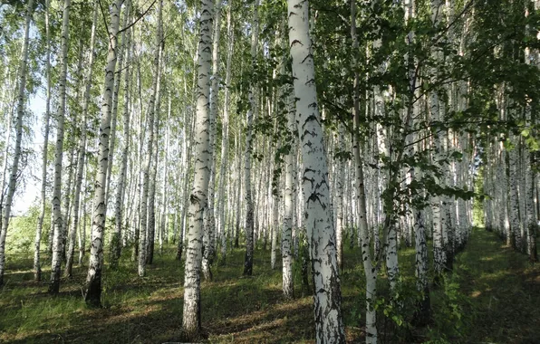 Picture FOREST, WHITE, BARK, TRUNKS, GROVE, BIRCH