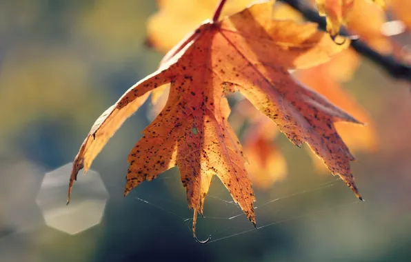 Autumn, leaves, nature, web
