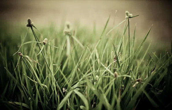 Greens, macro, light, photo, background, color, plants, weed