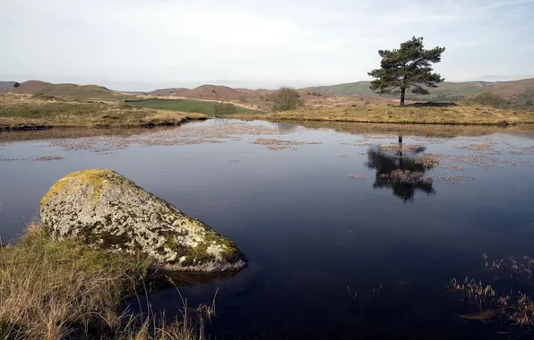 Trees, landscape, nature, lake