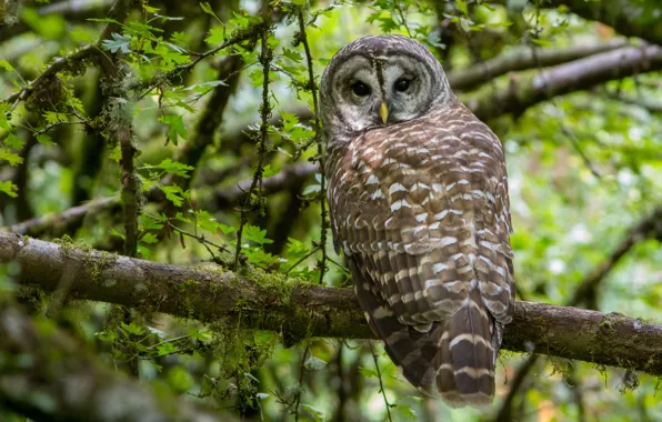 Forest, Barred Owl, A barred owl