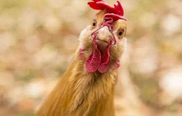 Bird, animal, chicken