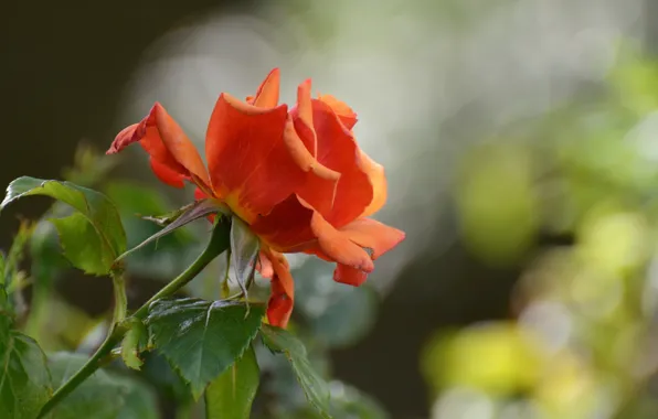 Flower, nature, rose