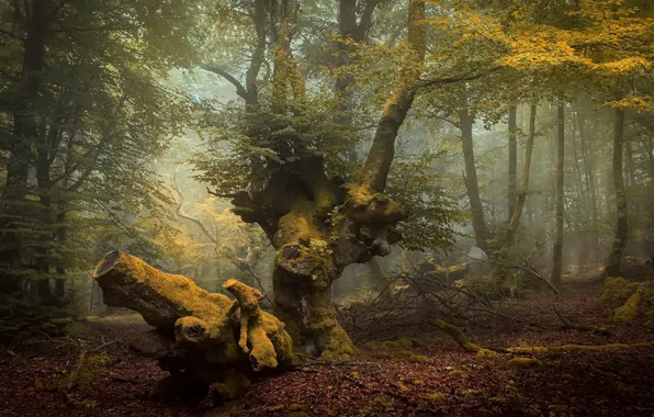 Forest, trees, nature