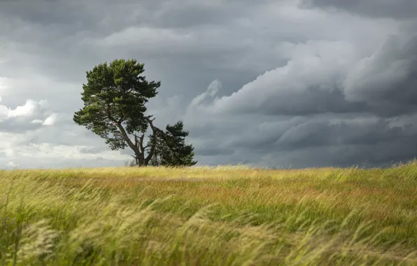 Field, the sky, grass, clouds, clouds, tree, overcast, the wind