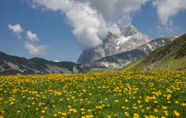 Field, flowers, mountains, glade, yellow, Alps, field, a lot