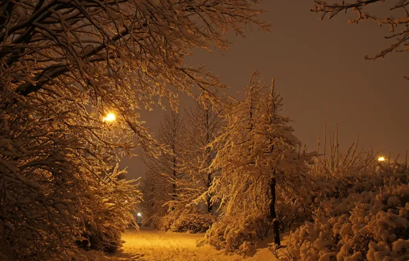 Winter, light, snow, trees, night, lights, Park, Iceland