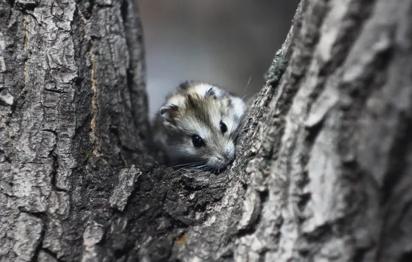Picture trees, hamster, rodent
