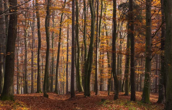 Autumn, forest, light, trees, branches, nature, trunks, foliage
