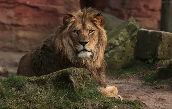 Nature, animal, Leo, king