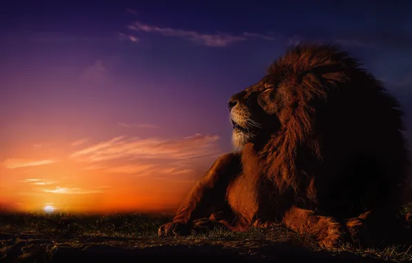 Picture sunset, stay, Leo, mane, the king of beasts, wild cat