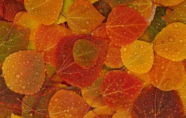 Autumn, leaves, drops