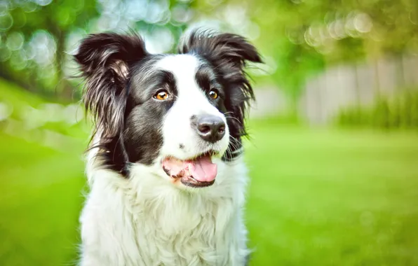 Greens, eyes, Park, portrait, dog, spring, bokeh, the border collie