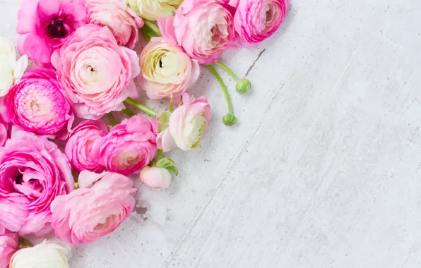 Pink, pink flowers, flowers, beautiful, buttercups, ranunculus