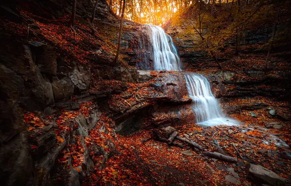 Autumn, forest, trees, branches, nature, foliage, waterfall, falling leaves