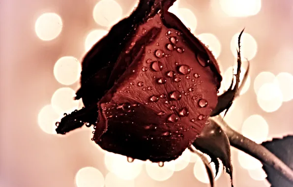 Picture water, drops, flowers, Rosa, roses, petals, buds