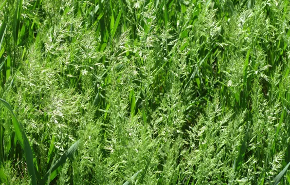 Greens, grass, macro, meadow, April, spring 2018, Meduzanol ©