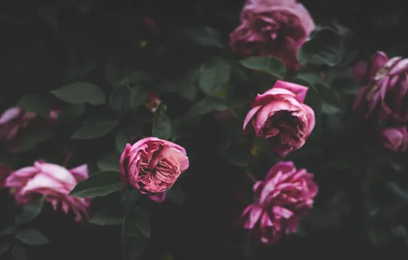 Flowers, pink, Bush, roses, buds