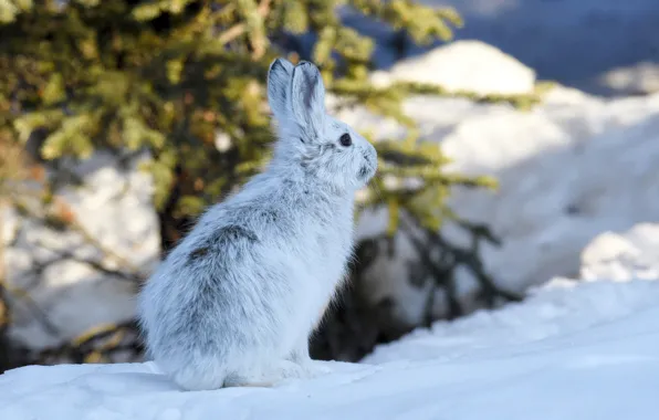 Winter, snow, hare, Alaska