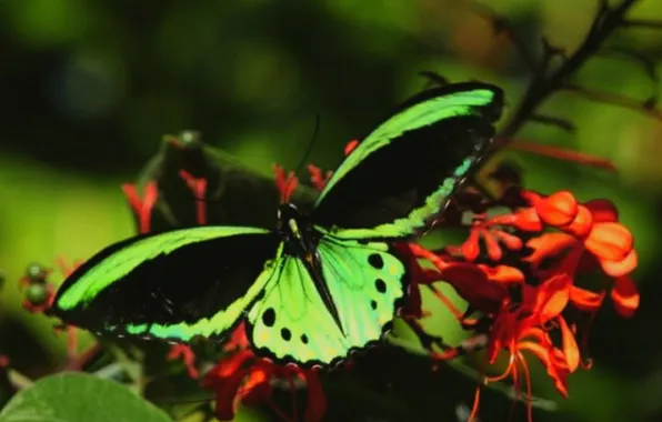 Macro, butterfly, wings, beautiful, flowers, closeup