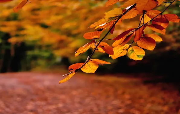Picture autumn, leaves, branch, track, orange, strewn with leaves