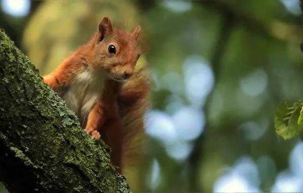 Tree, protein, pussy, rodent