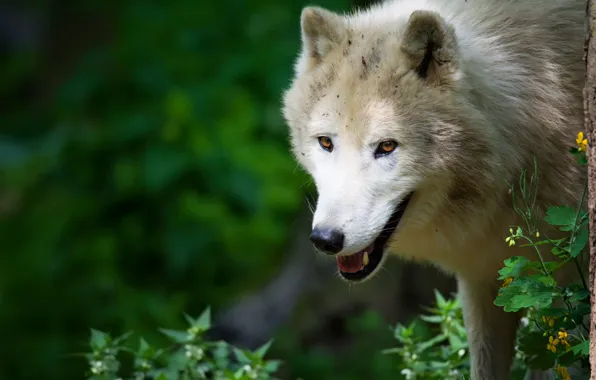 White, look, face, nature, pose, green, background, wolf