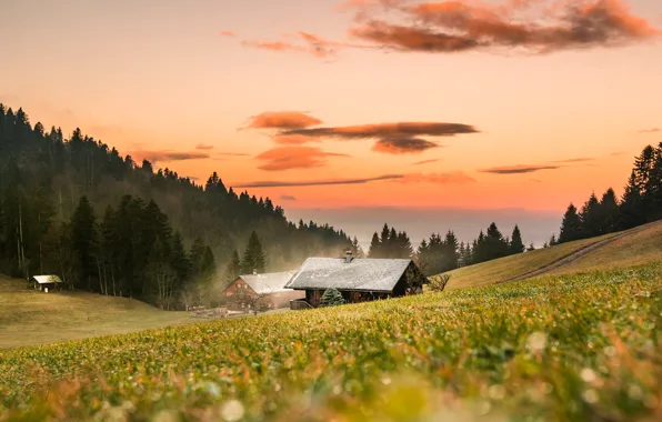 Field, forest, meadow, house