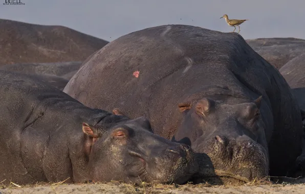 Nature, bird, hippos, DUELL ©