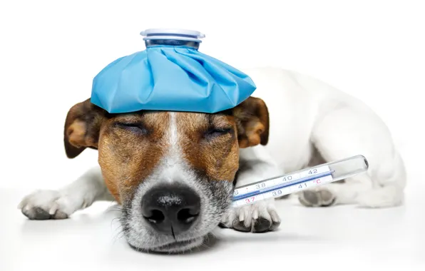 Picture dog, humor, sleeping, lies, thermometer, temperature, Jack Russell Terrier, on the head