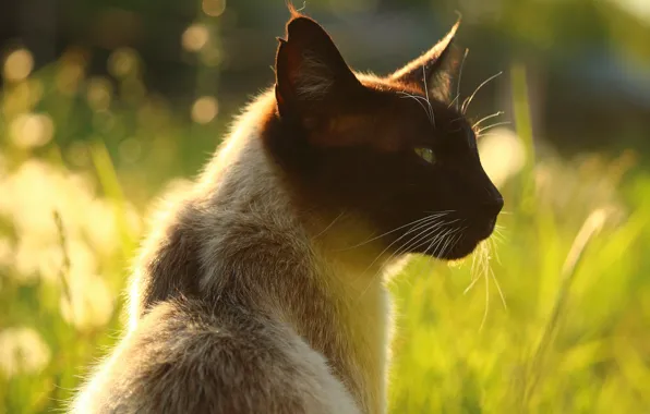 Cat, summer, grass, cat, face, light, nature, background