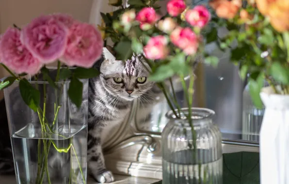 Cat, cat, light, flowers, roses, mirror, pink, grey