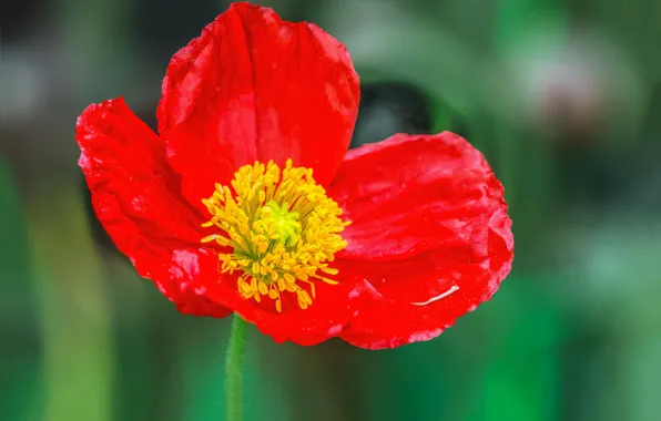 Macro, Spring, Mac, Spring, Bokeh, Bokeh, Macro, Poppy