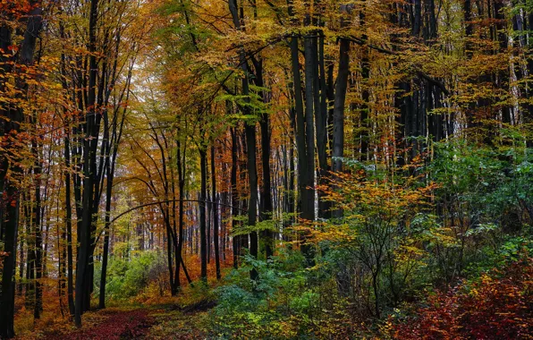 Autumn, forest, trees, branches, nature, thickets, trunks, foliage
