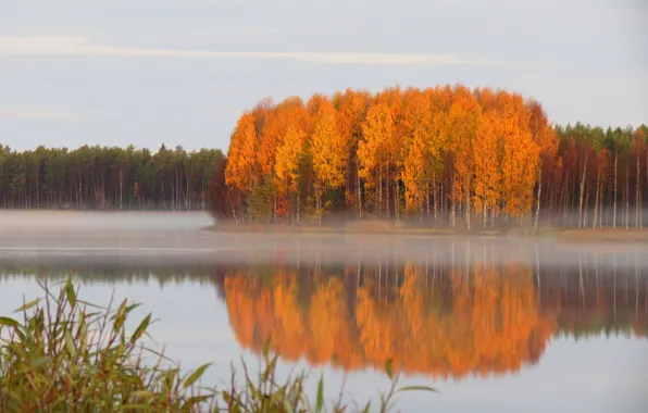 Picture autumn, forest, pond, haze, quiet