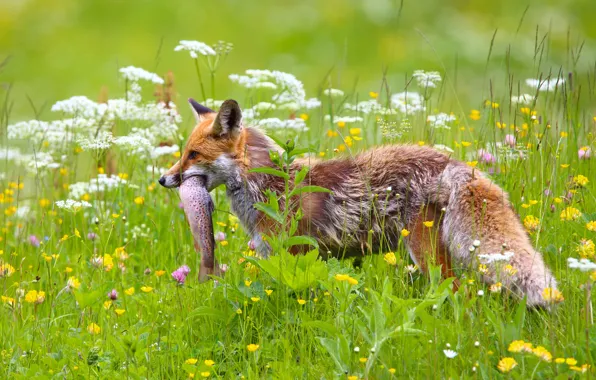 Picture flowers, fish, meadow, Fox, mining, catch