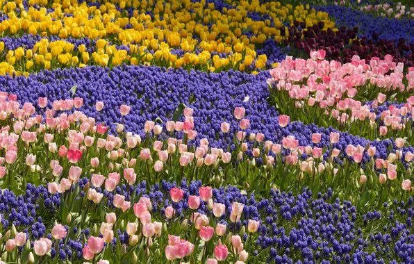 Park, spring, tulips, Muscari, hyacinths