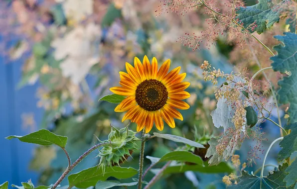 Flowers, plant, Sunflower