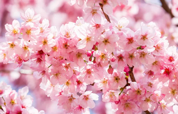 Branches, cherry, pink, spring, Sakura